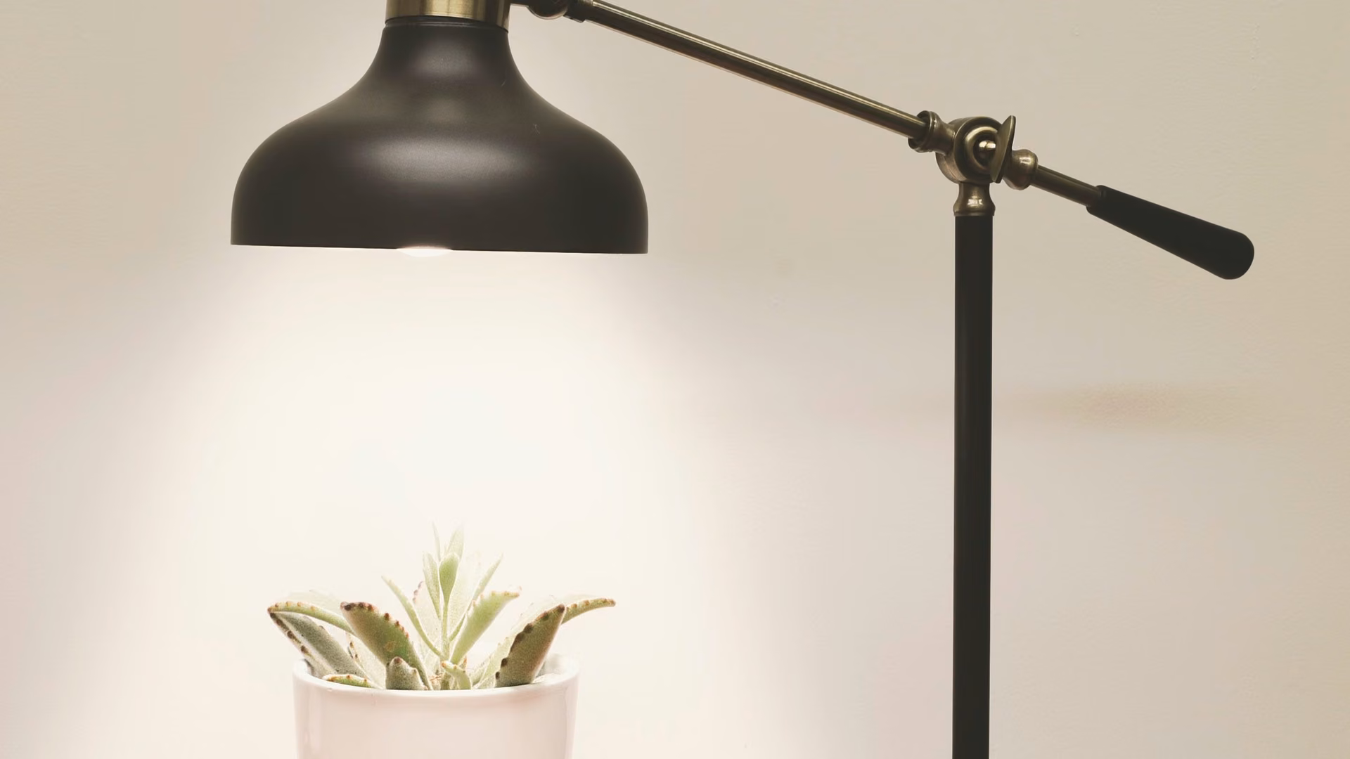 Licensed stock photo (illustrative): black-and-brass arm lamp lighting a small succulent against a white wall